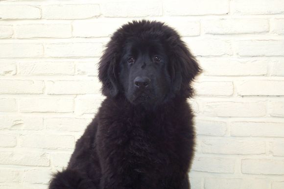 T Beauty Senna from Newfy's paradise (08-09-2006)
